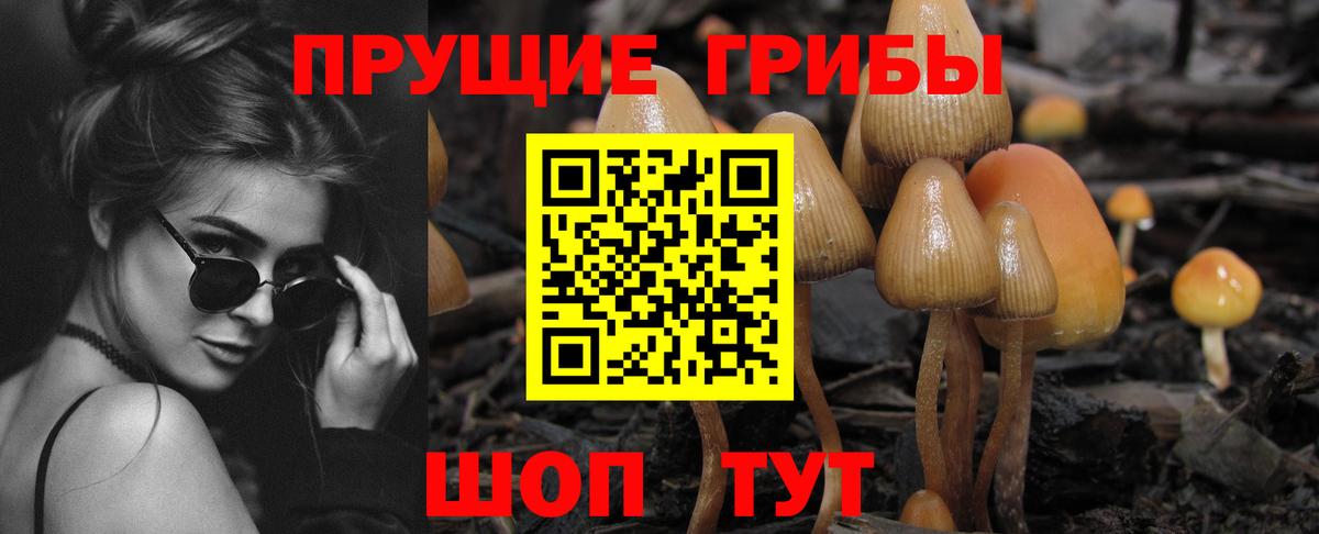 Псилоцибиновые грибы Cubensis Салехард